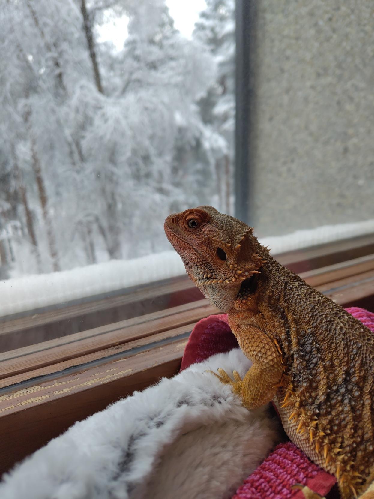 Bearded dragon looking outside of window. Everything outside is snowy.