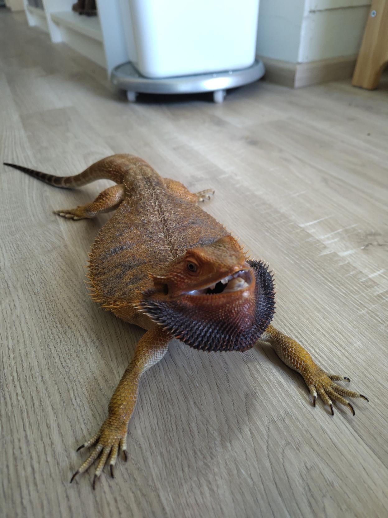 Bearded dragon arching her back, flattening and expanding her black beard while opening mouth. This is quite defensive/angry posture!