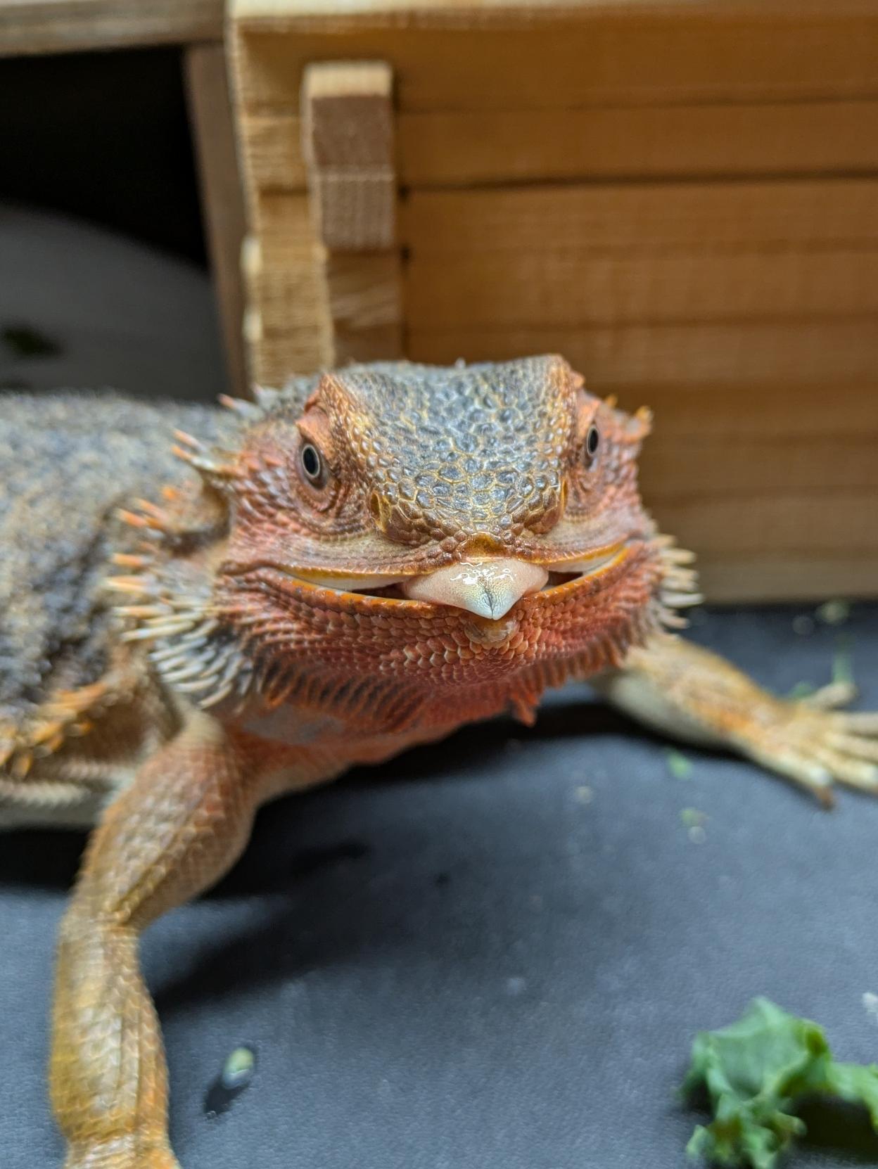 Bearded dragon staring at something with the tip of her tongue peeking out of her mouth