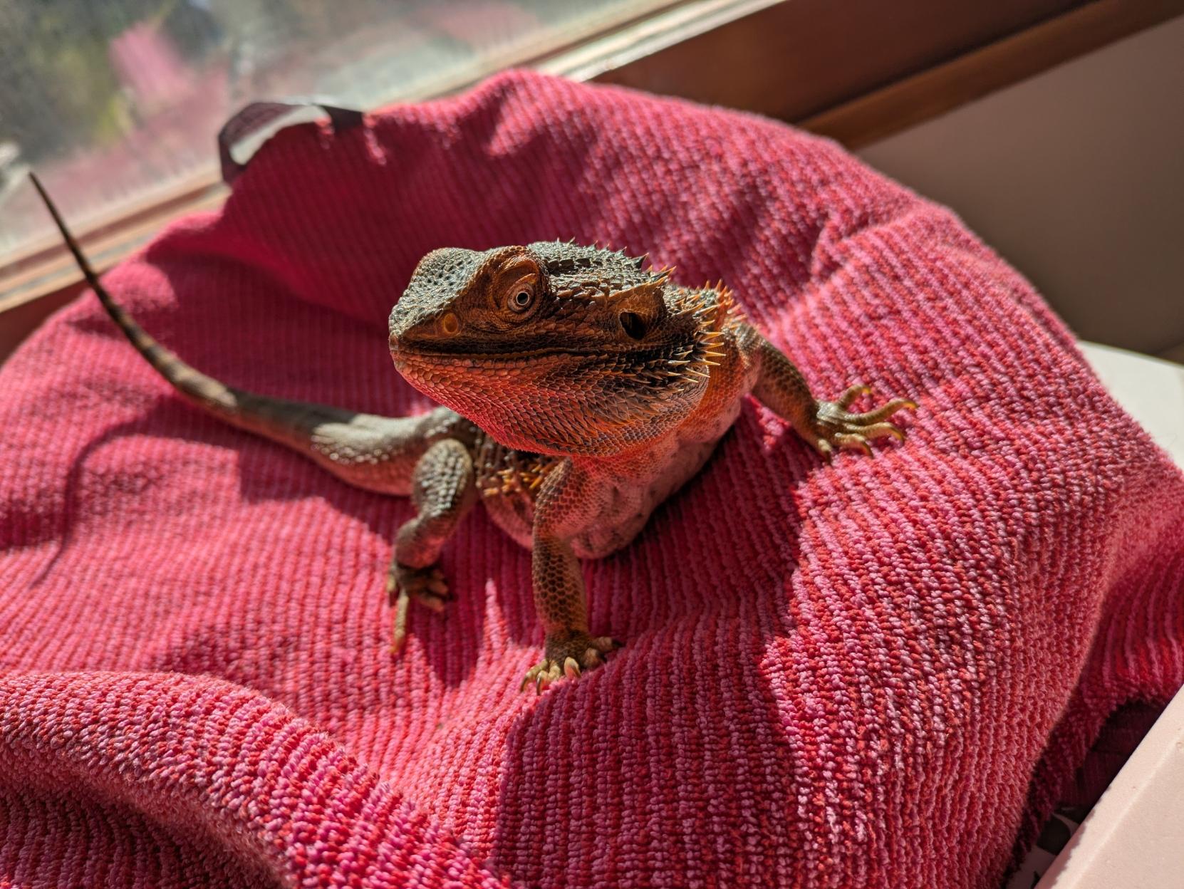 Bearded dragon basking in the sun on a pink towel in front of a window