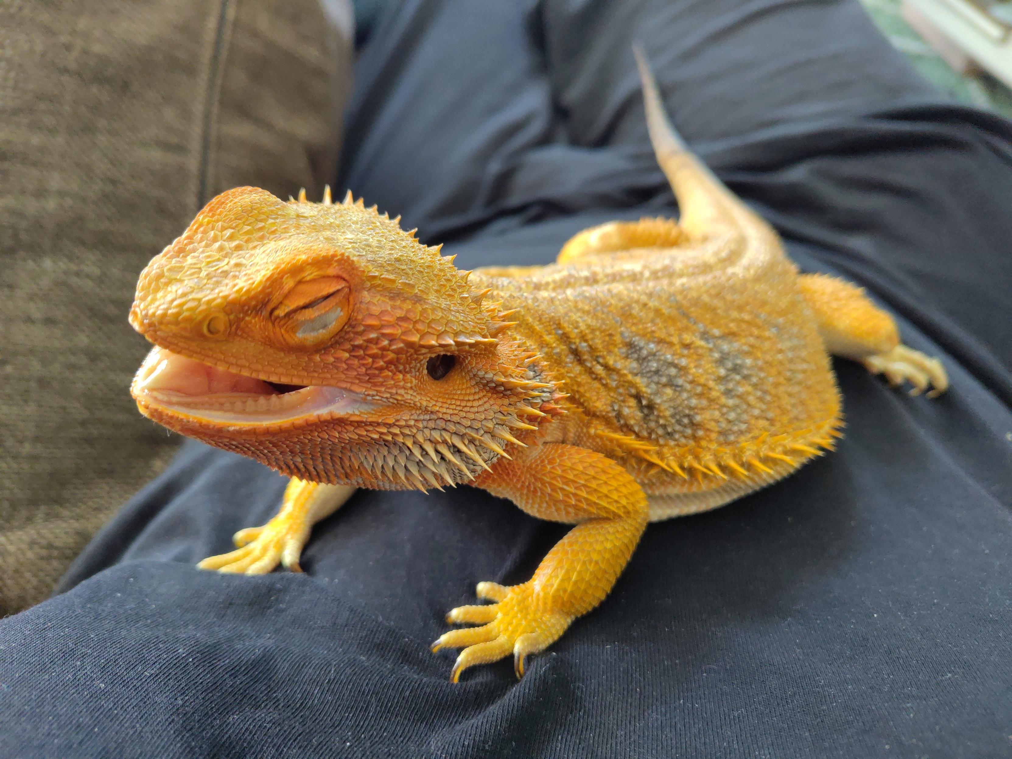Bearded dragon lying on my chest being all red and happy, mouth bit open and eyes closed.