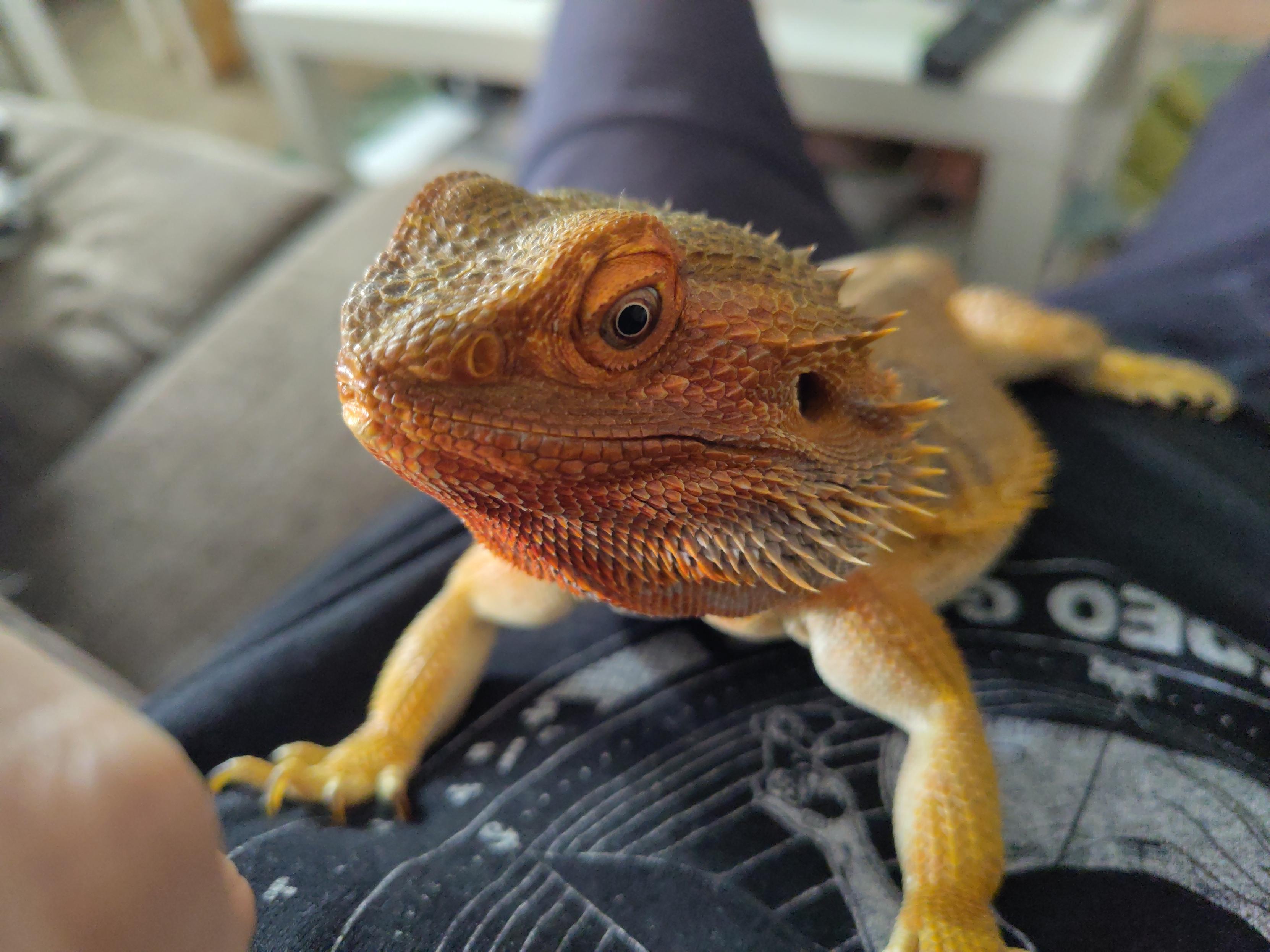 Bearded dragon chilling on my chest